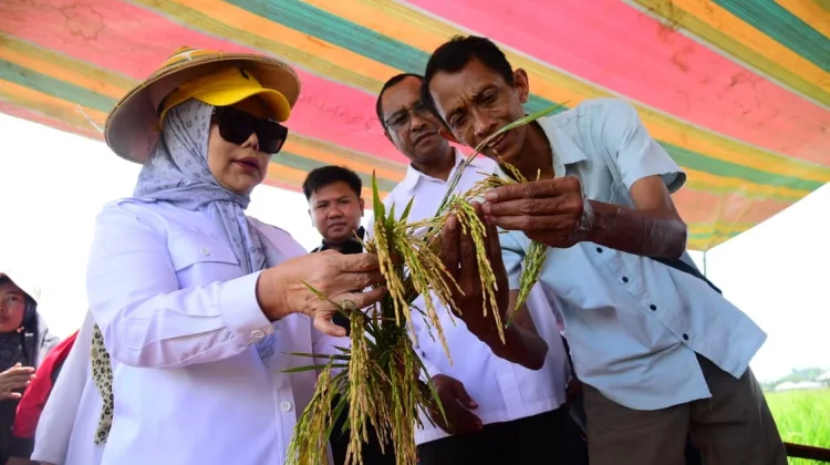 Wagub Idah Tinjau Panen Padi Prebiotik di Boalemo