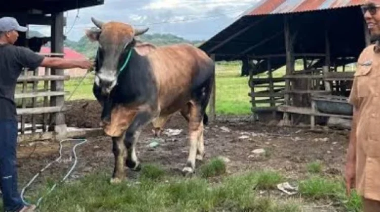 Gubernur Gusnar Ismail Ajak Warga Gorontalo Kembangkan Inseminasi Buatan