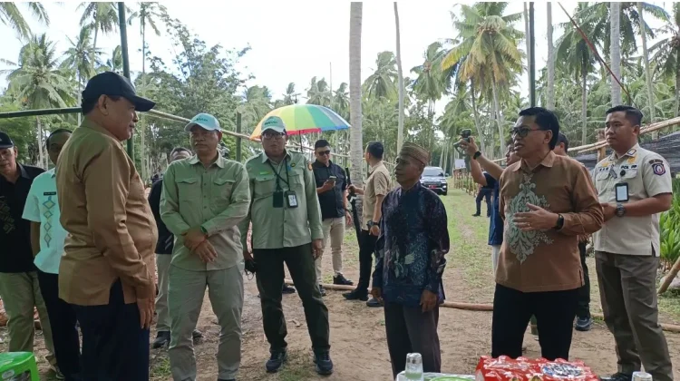 Pastikan Bibit Kelapa Siap Disalurkan, Gusnar Tinjau Lokasi Pembibitan di Batudaa