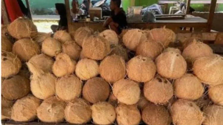 Gorontalo Optimistis Wujudkan Industri Hilir Kelapa Nasional