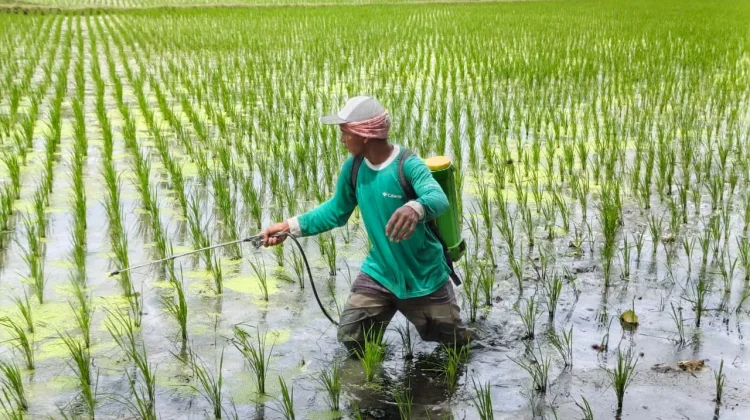 Berbeda dengan 10 Tahun Lalu, Sensus Ekonomi 2026 juga Catat Usaha Pertanian
