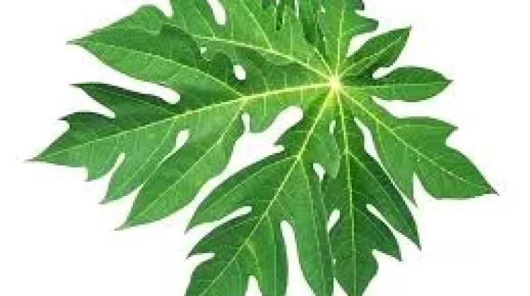 Manfaat Daun Pepaya untuk Kesehatan