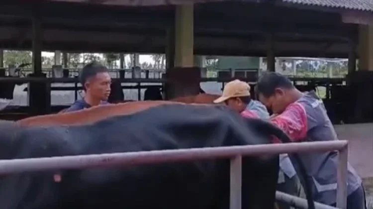Transfer Embrio, Langkah Baru Pemprov Gorontalo Tingkatkan Populasi Sapi Lokal