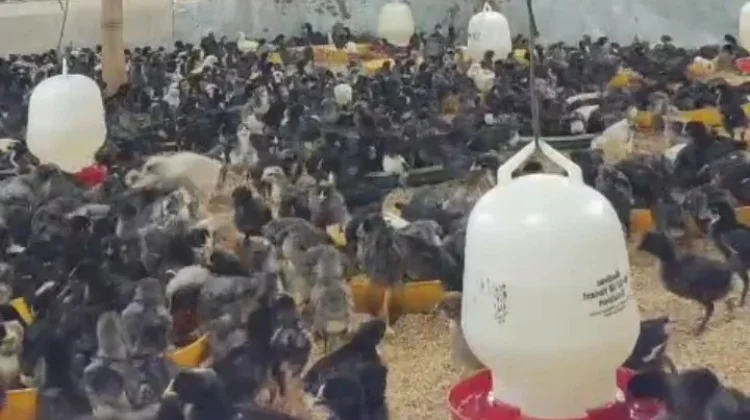 Beternak Ayam Kampung, Solusi Tingkatkan Ekonomi Warga Gorontalo