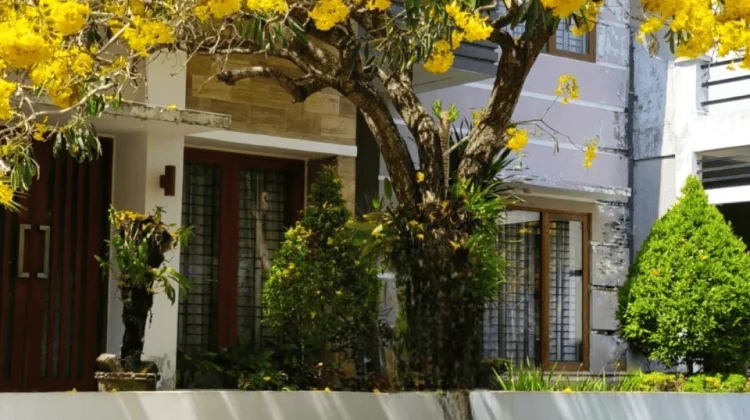 Halaman Rumah Lebih Hidup dengan Pohon Hias