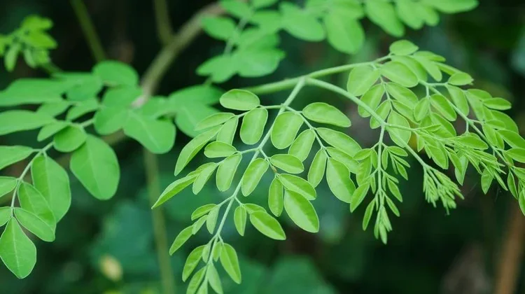 Rahasia Sehat dari Daun-Daunan Sekitar Kita