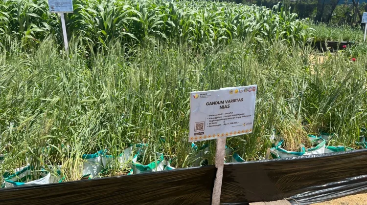 Gandum Diperkenalkan di PENAS, Petani Mulai Tertarik Budidaya
