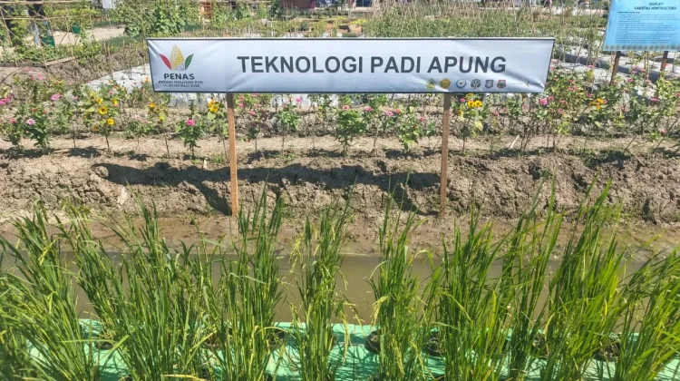 Teknologi Padi Apung jadi Solusi Sawah Rawan Banjir di Gorontalo