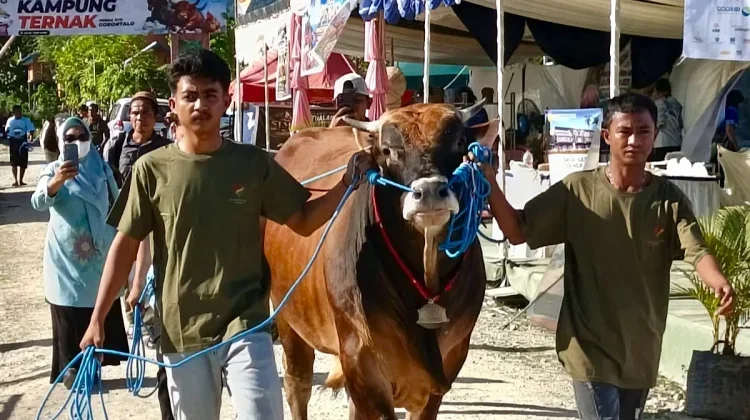 Kontes Sapi di PENAS XVII Dorong Peternak Hasilkan Sapi Berkualitas