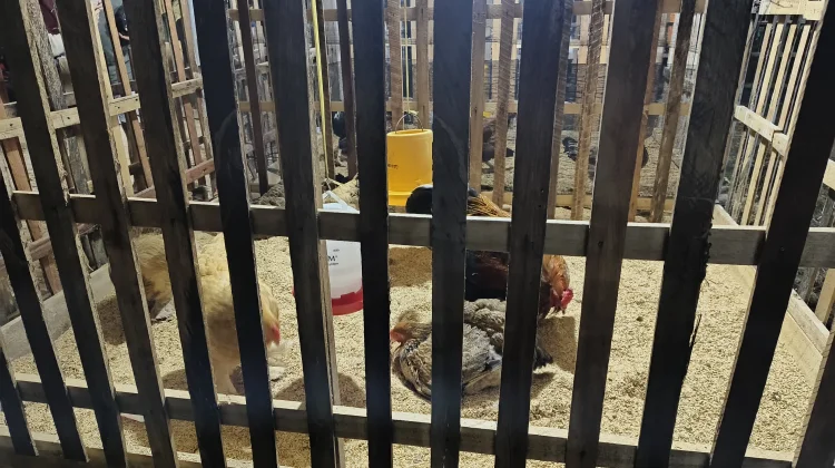 Unik dan Bernilai Tinggi, Ayam Brahma Pikat Pengunjung Penas