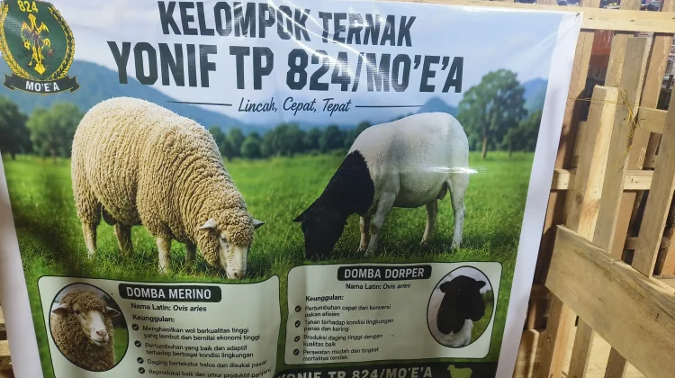 Domba Merino dan Dorper Jadi Primadona di Penas KTNA XVII