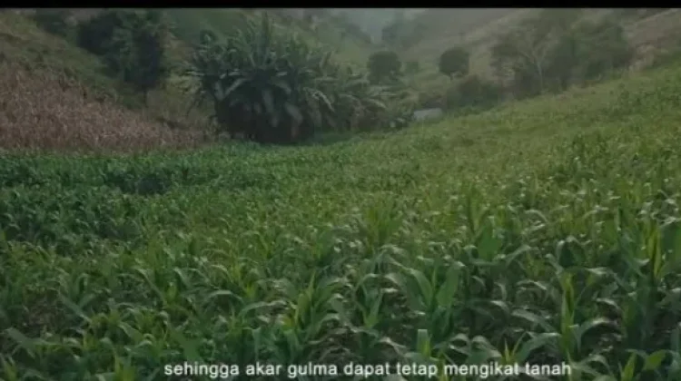 Waspada Bencana, Warga Gorut Diimbau Tak Tanam Jagung di Lereng