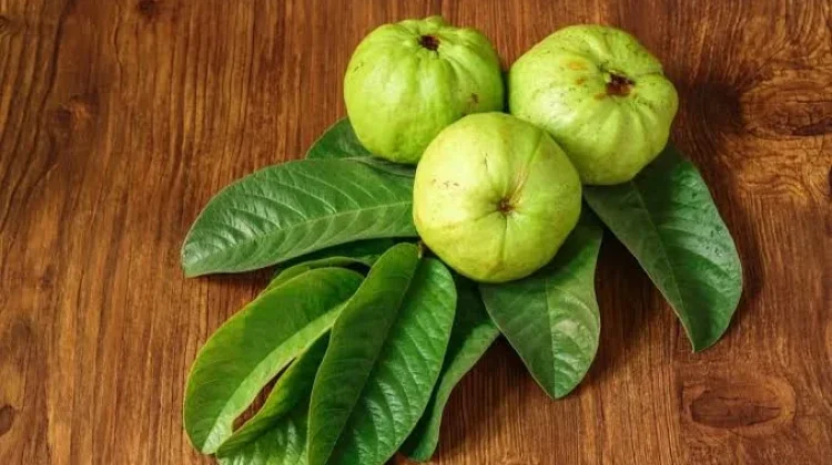 Mitos atau Fakta Daun Jambu Biji bisa Obati Sakit Gigi