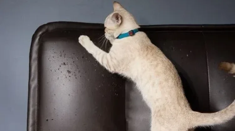 Kuku Kucing, Ancaman yang Terlupakan