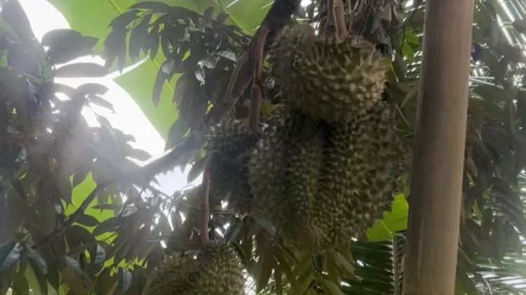 Ingin Durian Berbuah Lebat? Ini Cara Merawat Pohonnya dengan Benar