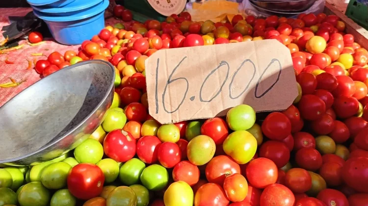 Harga Tomat Turun, Harga Rica di Pasar Andalas Masih Variatif