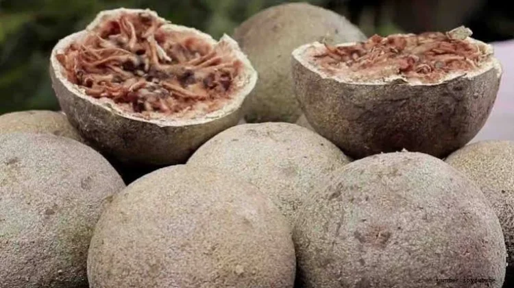 Inilah Manfaat Buah Kawista untuk Kesehatan