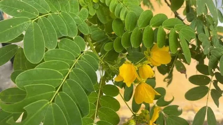 Daun Senna, Inilah Manfaatnya untuk Kesehatan