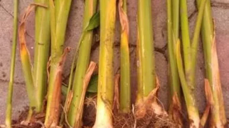 Manfaat Temulawak bagi Kesehatan Tubuh