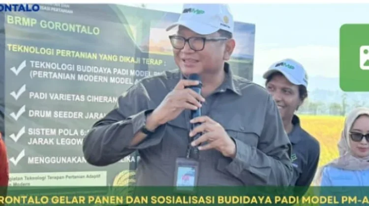 BRMP Gorontalo Panen Padi dan Sosialisasikan Model Pertanian Modern