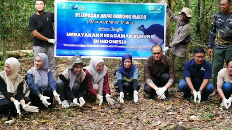 Lepas Anak Maleo Tandai Rapat Anggota Burung Indonesia di Gorontalo