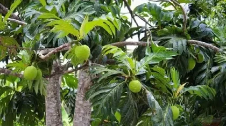 Manfaat Buah Sukun bagi Kesehatan Tubuh