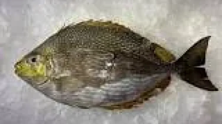 Manfaat Ikan Baronang bagi Tubuh