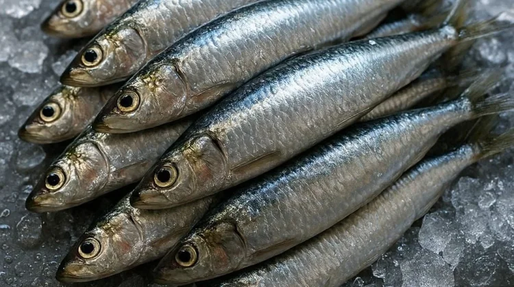 Ikan Sarden, Kecil Ukuran Kaya Manfaat