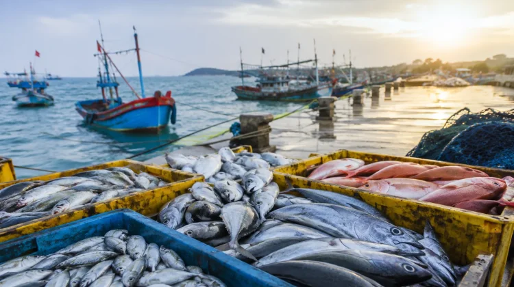 Pemprov Gorontalo Perkuat Rantai Pasok di Tengah Penurunan Hasil Tangkapan Ikan