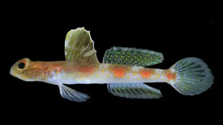 BRIN Temukan Spesies Baru Ikan Gobi Udang di Perairan Banyuwangi