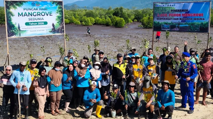 Tanam 3.000 mangrove, Warga Bajo Integrasikan Mangrove dan Budidaya Kepiting