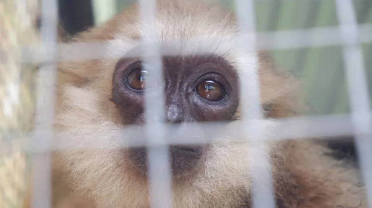 Gorontalo Akan Bahas Zoonosis akibat Perdagangan dan Konsumsi Satwa Liar