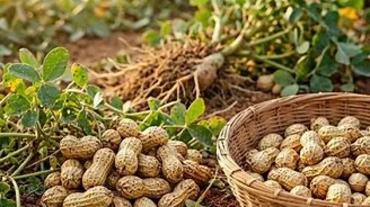 Kacang Tanah, Kecil namun Bergizi