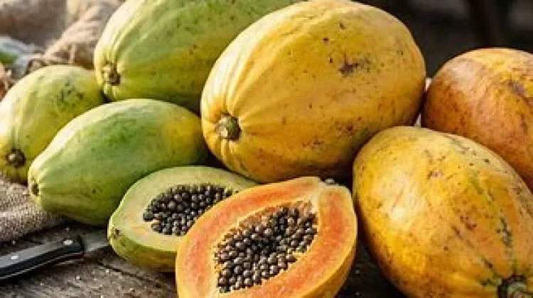 Pepaya Matang, Khasiatnya Berbeda
