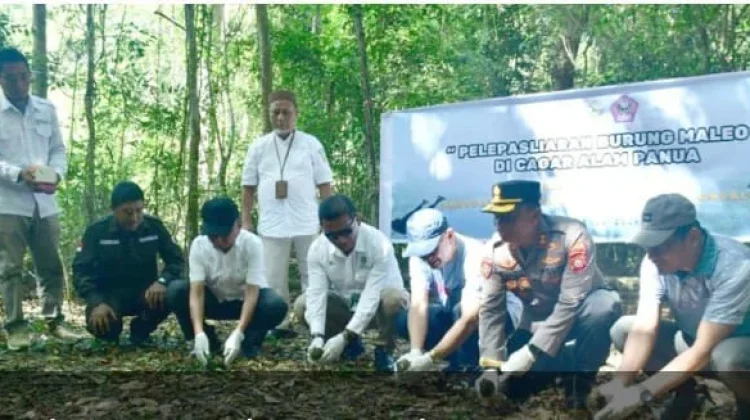 Delapan Burung Maleo Dilepasliarkan di Cagar Alam Panua