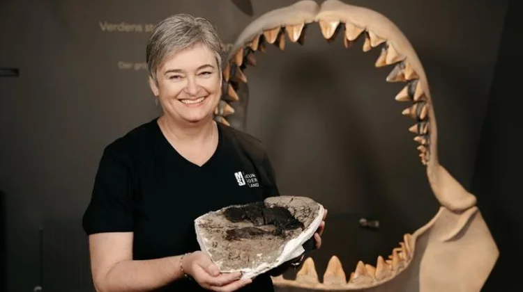 Megalodon Kembali "Muncul", Fosil Baru Ungkap Rahasianya