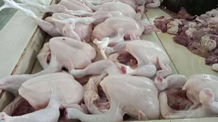 TPID Provinsi Gorontalo Temukan Perbedaan Harga Daging Ayam di Pasar