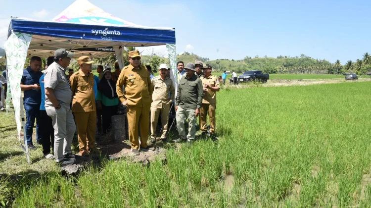 Hasil Cetak Sawah Memuaskan Petani Merasa Senang