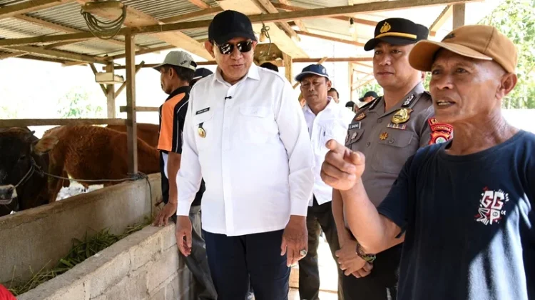 Pemprov Gorontalo Genjot Inseminasi Buatan Tingkatkan Populasi Sapi