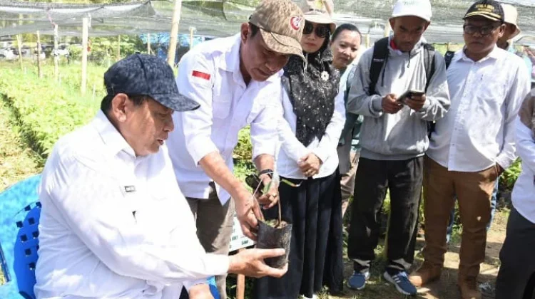 Satu Juta Bibit Kakao Siap Disalurkan ke Petani Boalemo