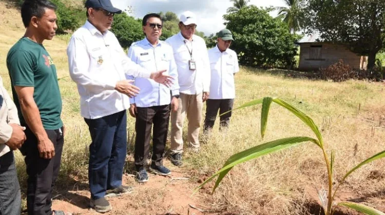Dukung Program Hilirisasi, 200 Hektar Lahan di Pohuwato Ditanami Kelapa
