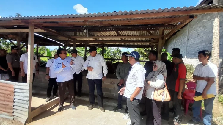 Program Strategis Gorontalo Dari Bibit Kelapa, Kakao hingga Sapi