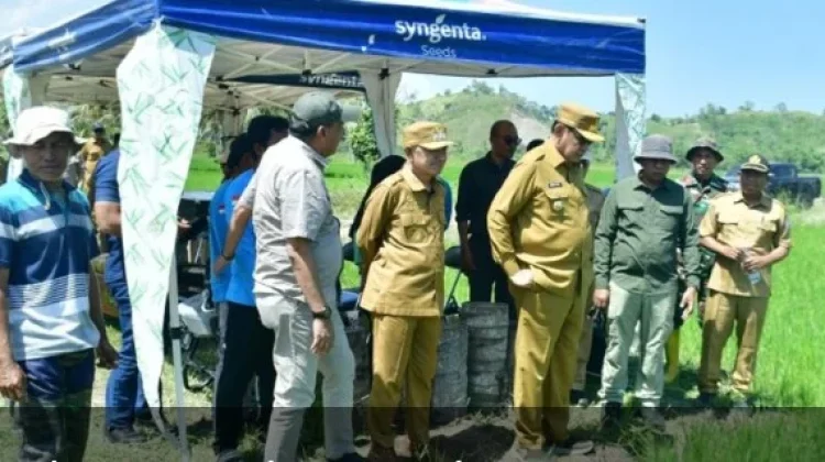Gubernur dan Bupati Tinjau Cetak Sawah Baru di Pohuwato