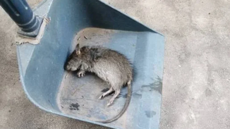 Bangkai Tikus di Jalan Picu Ancaman Leptospirosis
