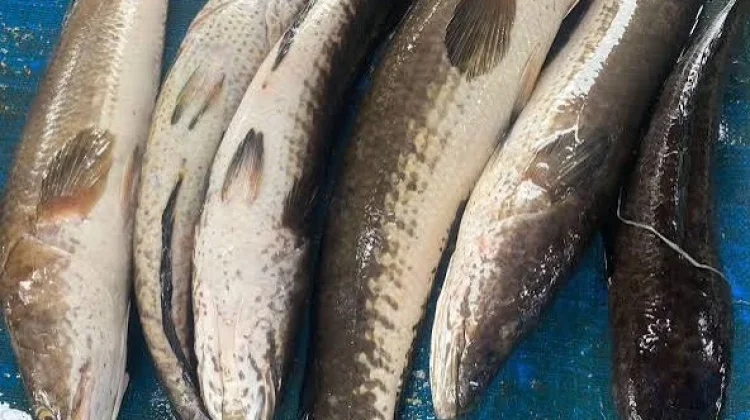 Ikan Gabus, Ketahui Kandungan Gizi DanManfaat