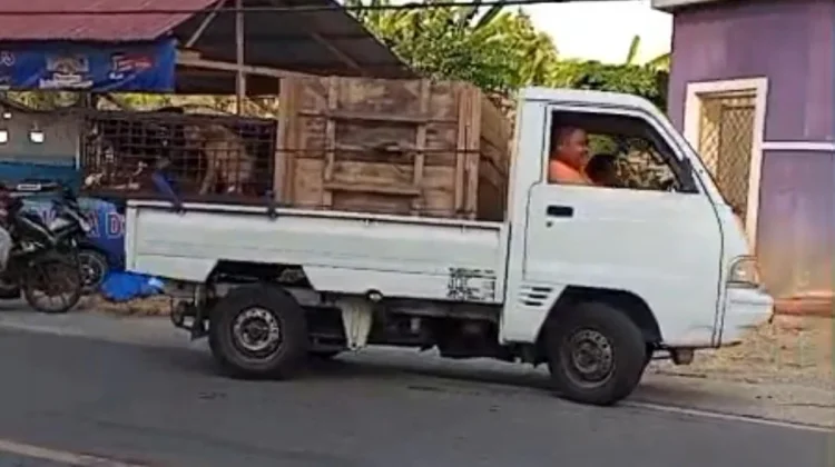 Tegakkan Pergub Rabies, Disnakbun Kembalikan 20 Ekor Anjing Asal Toli-Toli