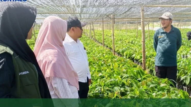 BRMP Gorontalo Kawal Kesiapan Bibit Kakao di Boalemo
