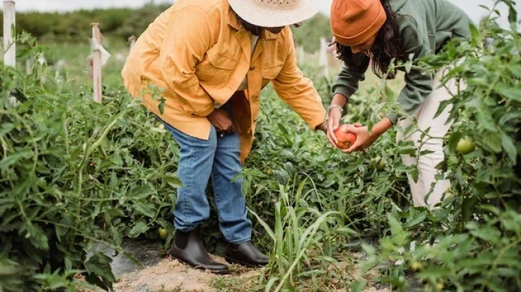 Panduan Rahasia Kebun Subur dan Asri Musim Kemarau
