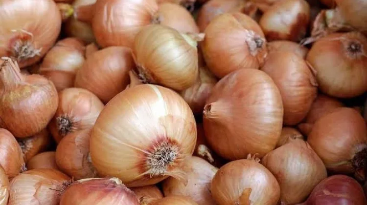 Manfaat Bawang Bombai bagi Kesehatan Tubuh