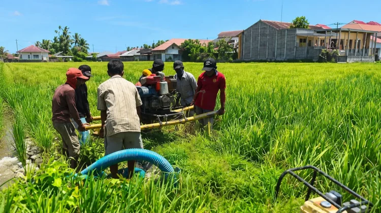 Cegah Gagal Panen akibat Kekeringan UPTD Balintan Lakukan Pompanisasi
